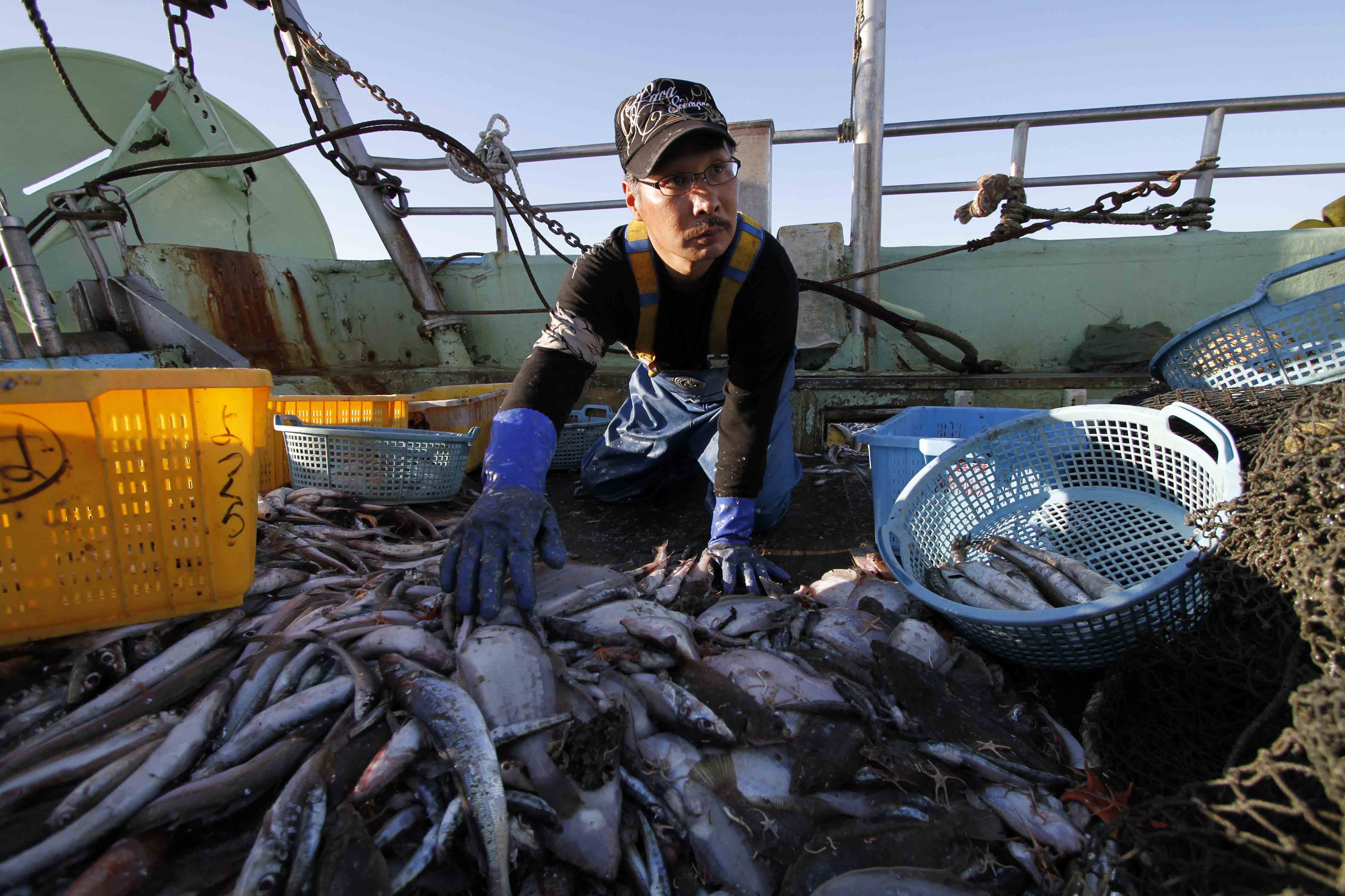 Промысловый лов рыбы. Промысел рыбы. Добыча рыбы. Рыбный промысел. Рыбак Япония.