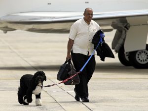 Bo, the White House dog, accompanied the Obamas on vacation -- but not on his own jet