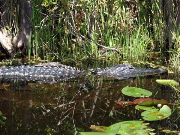 Are alligator attacks more common than 'attacks' by those with a gun