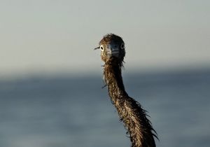 A heavily-oiled heron is seen after being rescued from the waters of Louisiana's Barataria Bay, which were laden with oil from the Deepwater Horizon spill.
