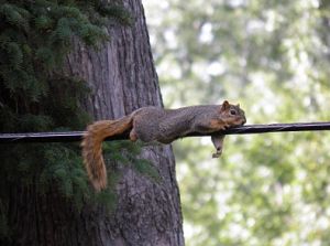 Statistics show squirrels cause about as many blackouts as planned outages.