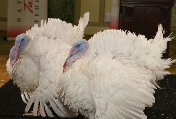 Two turkeys participate in a media availability ahead of being "pardoned" by President Barack Obama at the White House on Nov. 24, 2015. (Mark Wilson/Getty Images)