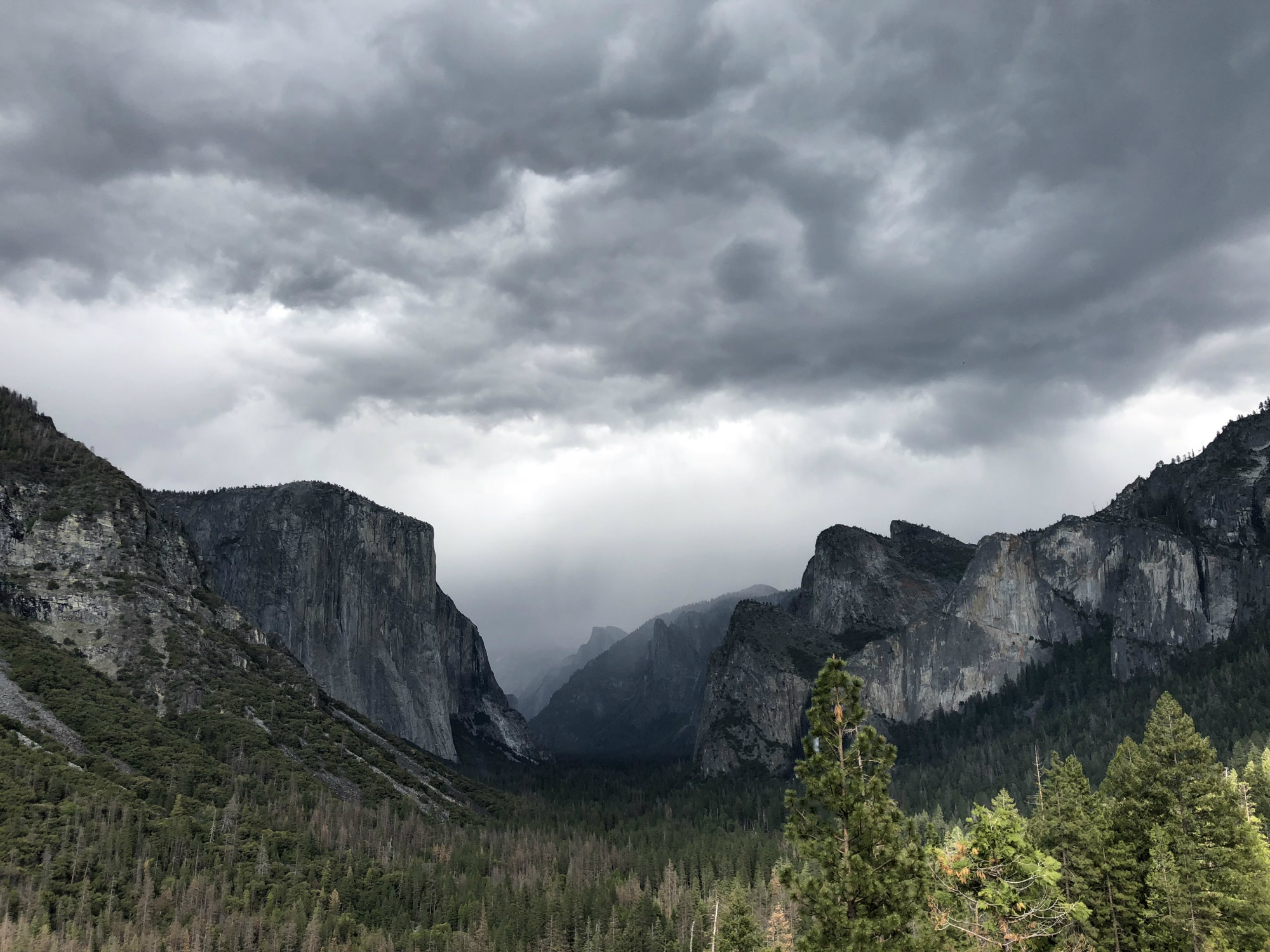 Yosemite National Park. Photo by Ezra David Romero / Capital Public Radio
