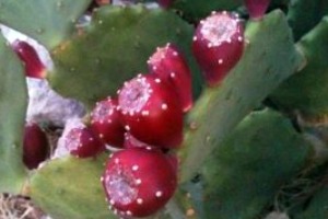 Cactus fruit near an Austin mailbox.