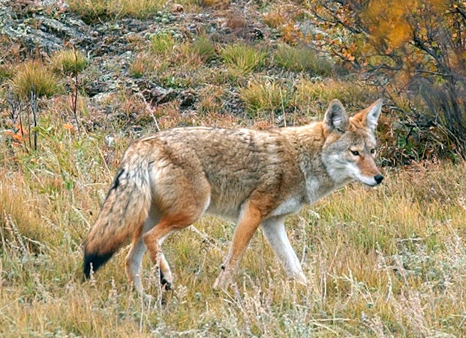 House committee chairman claims state agency delivered coyotes to cull