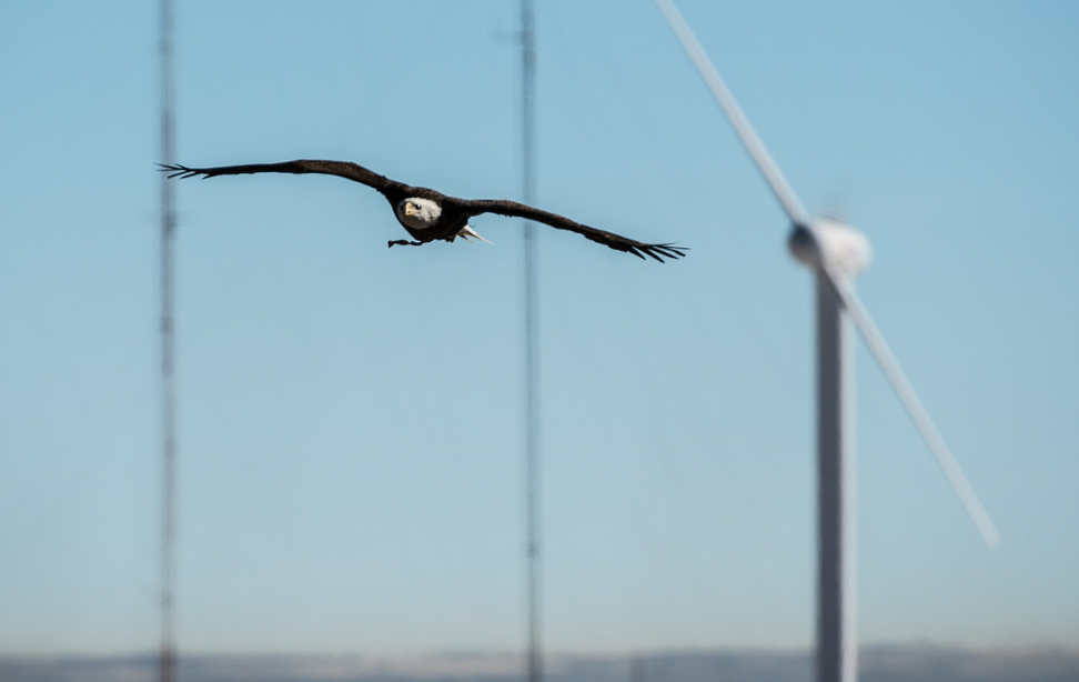 Trump Inflates Wind Turbine Eagle Deaths Politifact