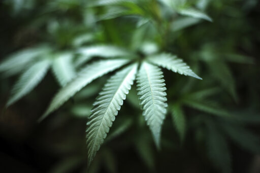 Marijuana grows at an indoor cannabis farm in Gardena, Calif. (AP/Vogel)