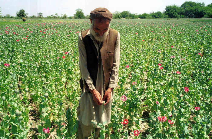 Does Afghanistan grow more opium poppies than before 2001? | PolitiFact ...