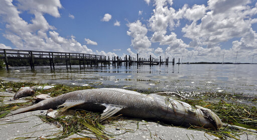 In this Aug. 6, 2018, file photo, a dead Snook lies dead due to red tide in Bradenton Beach, Fla. Florida is creating a public-private partnership to research how to control and alleviate red tide blooms. (AP)